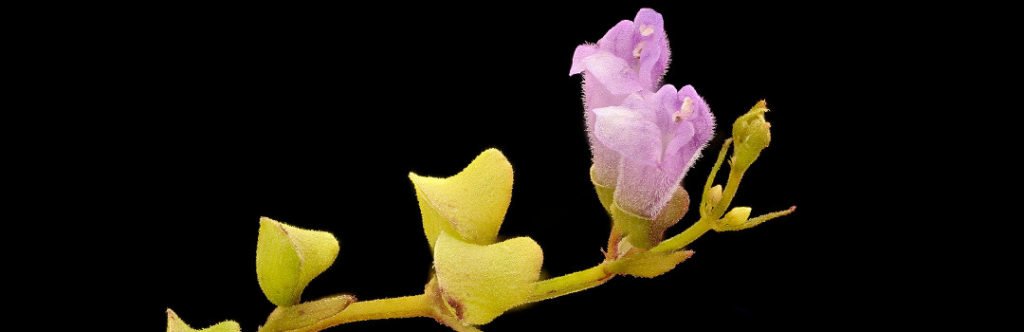 image of skullcap herb flower and stem